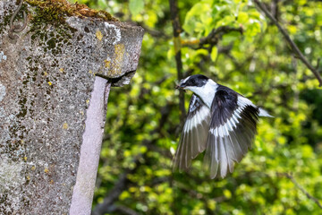 Halsbandschnäpper (Ficedula albicollis) Männchen