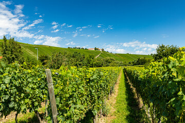 Fototapeta na wymiar view to the vineyards in the village Escherndorf in Franconia