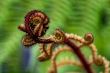 country fern