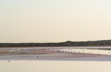 A flock of birds on the salt lake