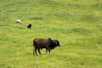 Cows at summer green field.