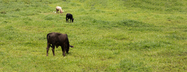 Cows at summer green field.