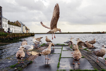 Wild seagull eat porridge in town center. Wet rainy day. Dark and moody color. Rain season theme.