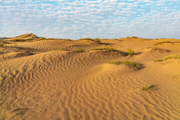 Sand dunes and sparse vegetation in the desert