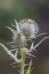 thistle in bloom