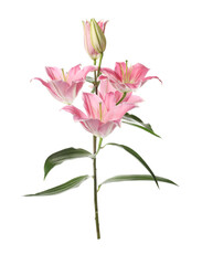 Beautiful lily plant with pink flowers isolated on white