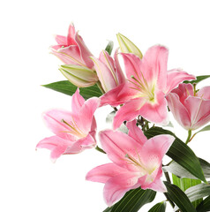 Obraz na płótnie Canvas Beautiful pink lily flowers on white background