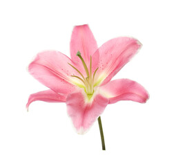 Naklejka na ściany i meble Beautiful pink lily flower isolated on white
