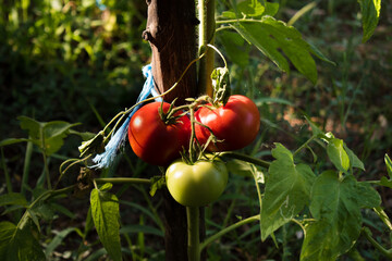 Tomatoes on the vine in various states of ripeness