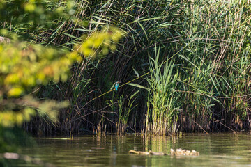 Eisvogel (Alcedo atthis) Weibchen in seinem Lebensraum