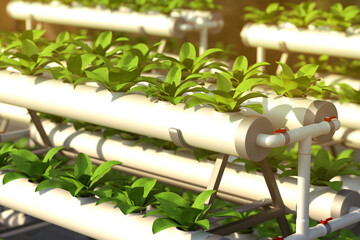 Plants or vegetables grown on a hydroponic farm. 3d illustration.