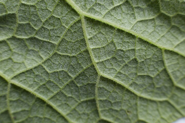 Green burdock leaf taken in close up the texture of the leaf is visible
