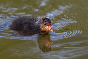 Bläßhuhn (Fulica atra) Jungvogel