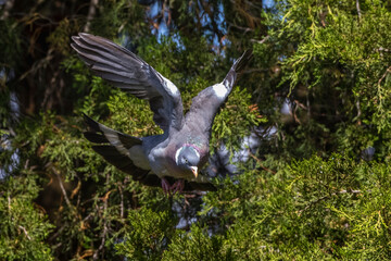 Ringeltaube (Columba palumbus)
