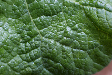 The green leaf of the plant taken in close-up shows the texture and structure of the leaf