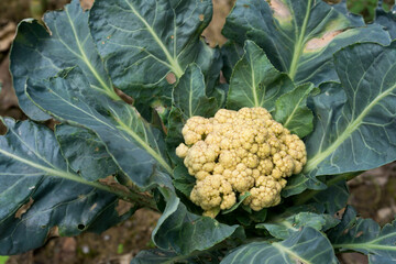 A closeup shot of cauliflower plant growing in a farm organically. Cauliflower is one of several...