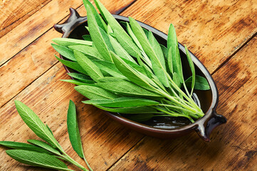 Sage in herbal medicine,herbalism