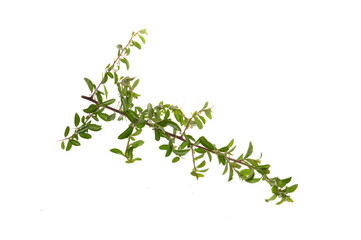 bush branch isolated on white background