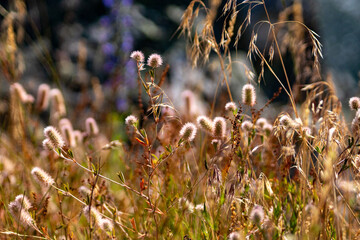 grass in the morning