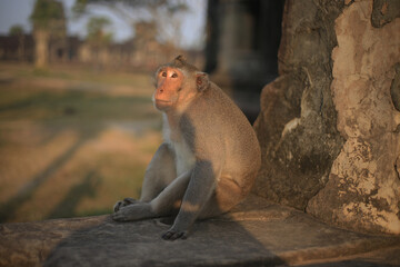 ankor monkey