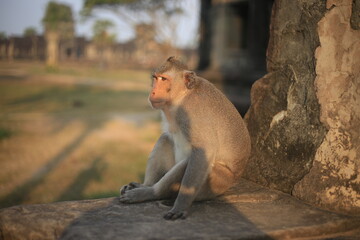 ankor monkey