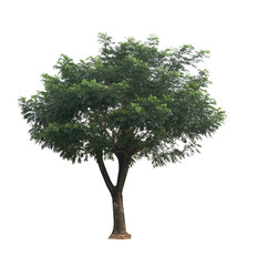 Obraz premium Phoenix tree isolated on white background