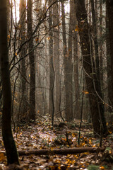 Beautiful morning in the autumn forest. Sunrays shine through the trees in the forest. Amazing natural landscape. Foggy and sunny magic moment catched on the photography.