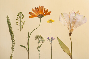 Pressed dried flowers and plants on beige background. Beautiful herbarium