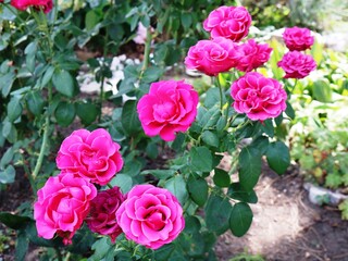 a branch of a bush of roses of bright pink color in the garden, a cluster of inflorescences of an elegant rose in a landscape design, an image of a blooming pink rose in a summer garden