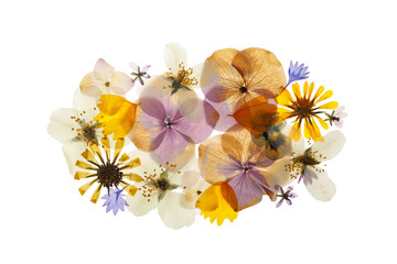 Pressed dried flowers on white background, top view. Beautiful herbarium - Powered by Adobe