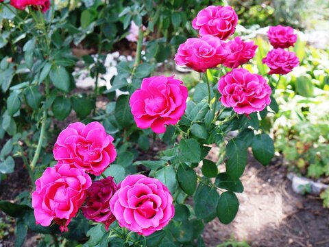 a branch of a bush of roses of bright pink color in the garden, a cluster of inflorescences of an elegant rose in a landscape design, an image of a blooming pink rose in a summer garden