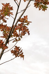 Colourful gold yellow autumn fall leaves on tree branches. Outdoor autumn fall leaves background