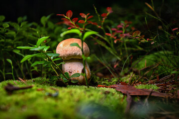 Boletus edulis ,porcini mushroom, in the forest on moss among blueberry leaves and grass, shallow depth of field