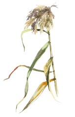 Fototapeta premium Cane branch watercolor isolated on white background illustration for all prints.