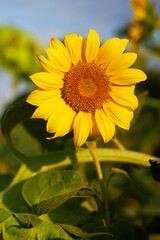 Blooming sunflowers. Yellow petals, green stems and leaves. Rural landscapes. Summer time.