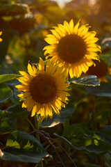 Two sunflower flowers in the evening light. Yellow petals, green stems and leaves. Rural landscapes. Summer time.