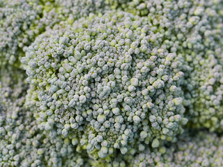 Broccoli is a food product grown with your own hands in the garden