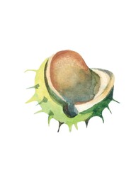 chestnuts husk watercolor isolated on white background   illustration for all prints.