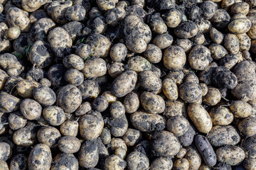 Newly harvested potatoes in ground