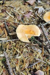 mushrooms in the forest