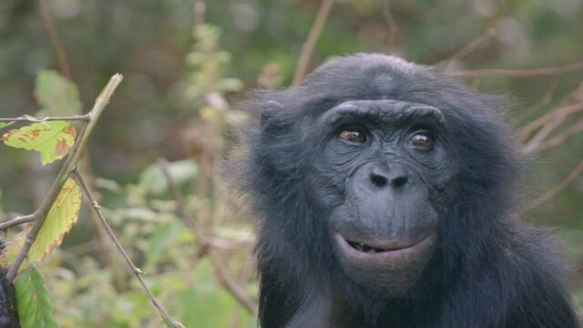 Singe qui mange avec un regard attentif
