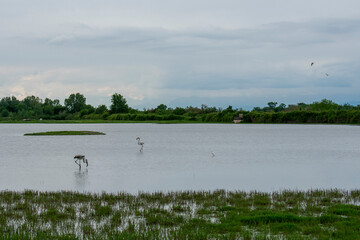 Riserva Naturale Foce dell'Isonzo - Isola della Cona.
View on the River Isonzo Mouth Reserve with flamingos near Monfalcone, Italy.