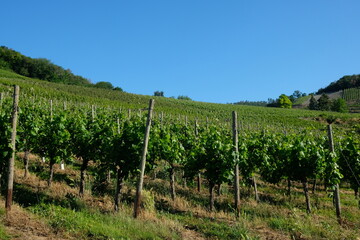 Fototapeta na wymiar FU 2020-06-21 Ahrtour ruck 4 Blick auf grüne Weinstöcke