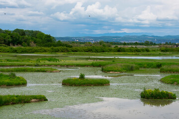 Riserva Naturale Foce dell'Isonzo - Isola della Cona.
View on the River Isonzo Mouth Reserve near Monfalcone, Italy.