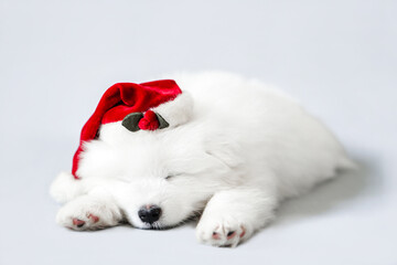 Fototapeta na wymiar A sleeping cute Samoyed puppy in a Santa Claus hat. Christmas little white dog photo