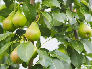 Green pear fruits in the growing stage on a pear tree. Growing fruit in the garden. Summer natural background.