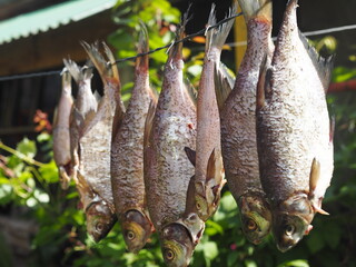 Drying fish in the summer outdoors on a rope in a private vegetable garden. Russia.