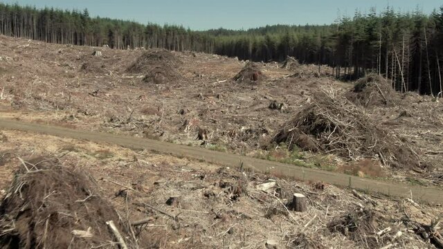 Aerial: Deforestation Forest, Clear Cut of pine tree landscape, Washington, USA