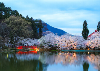 臥竜公園 夕暮れの桜