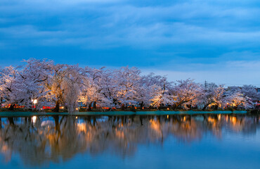 臥竜公園 夕暮れの桜